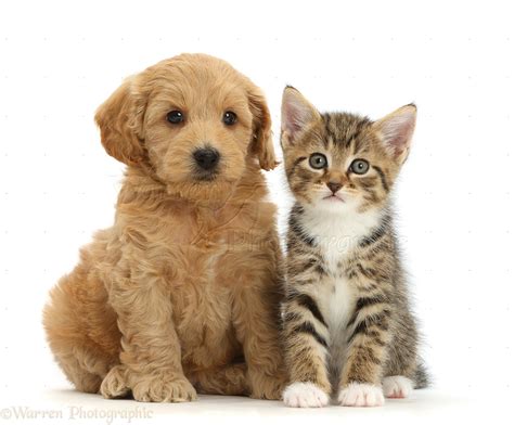 Pets: Cockapoo puppy and tabby kitten photo WP42567