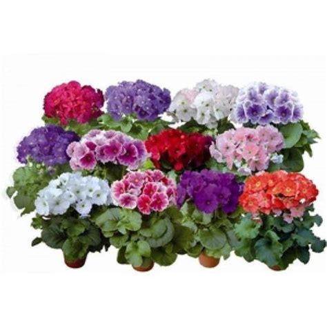 Primula – ChhajedGarden.com