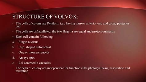 Chlorophyta: (Green Algae) The Phylum of Kingdom Protista. | PPT