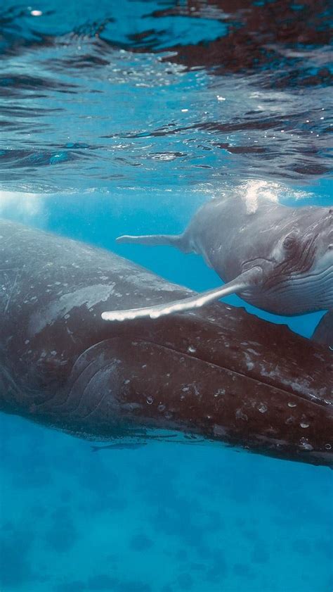 Bing Whale Wallpaper 的图像结果