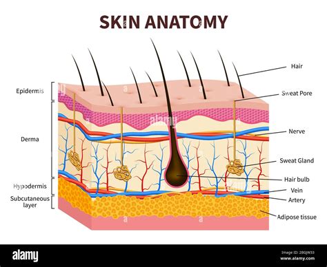 Dermis and epidermis hi-res stock photography and images - Alamy