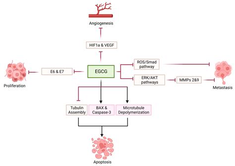 Green Tea in Reproductive Cancers: Could Treatment Be as Simple?