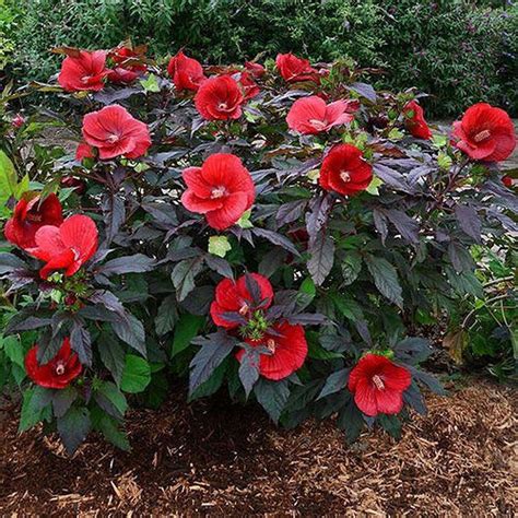 Red Hibiscus Shrubs For Sale - Wholesale Plants Online | Hibiscus plant ...