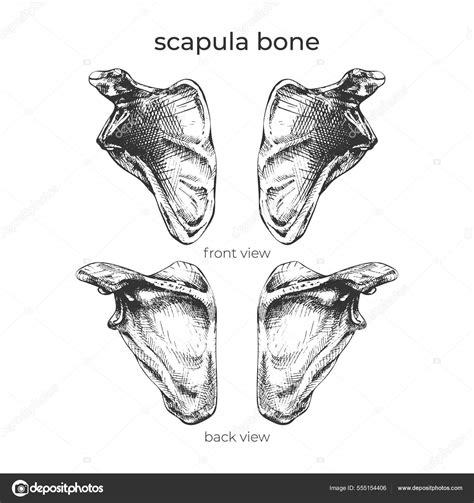Scapula Bone In Spanish at Glenda Farias blog
