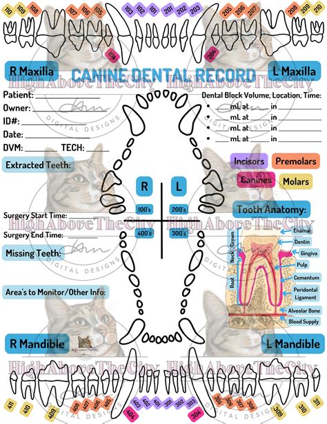 Printable Veterinary Dental Charts and Local Blocks Canine/feline - Etsy