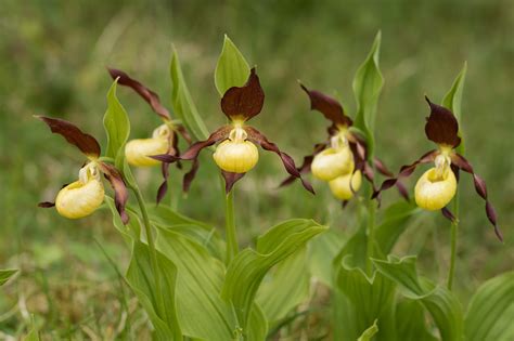 Pixie Birding: Lady's Slipper Orchids at Gait Barrows NNR, Cumbria ...