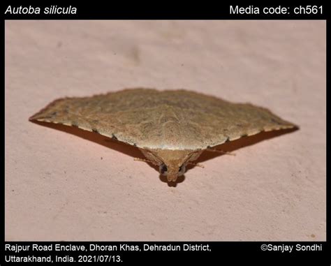 Autoba silicula (Swinhoe, 1897) - | Moths