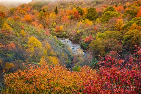 Fall Color and Foliage Guide for 2025