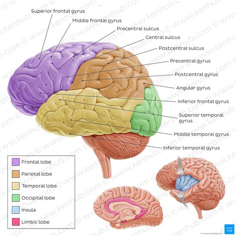Cerebro Lateral Lateral Ventricles: Anatomy And Function | Kenhub