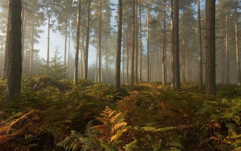 Forest Landscape High Resolution 的图像结果