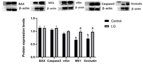 Dietary Supplementation with Mono-Lactate Glyceride Enhances Intestinal ...