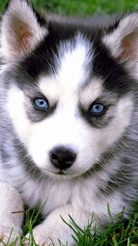 [100+] Husky Puppy Backgrounds | Wallpapers.com