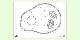 What is an Animal Cell? | Definition and Functions | Twinkl