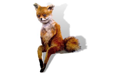 Bad Taxidermy Fox Meme