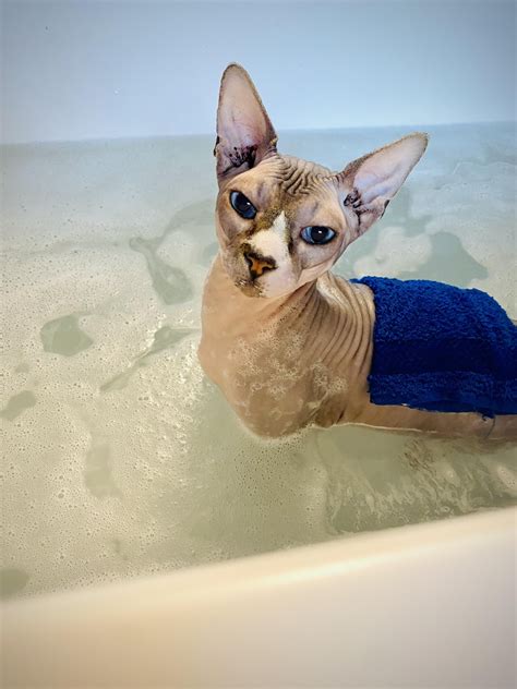 “Noble deeds and hot baths are the best cures for depression.” 🧼 : r/sphynx