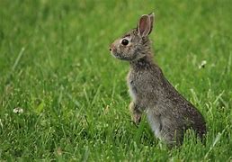 Image result for Minnesota Wild Bunnies Pictures