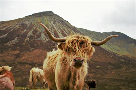 Highland Cow Wallpapers - Top Free Highland Cow Backgrounds ...