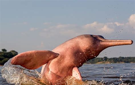Fascinating facts about rivers - National Geographic Kids