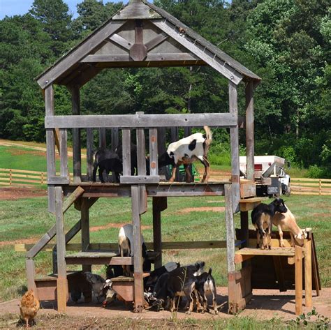 Diy Goat Playground Ideas