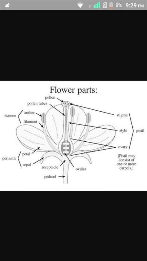 Draw flowers diagram and labelling - Brainly.in