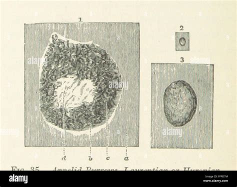 'Life's Dawn on Earth' explores the earliest known fossil remains and their relationship to ...