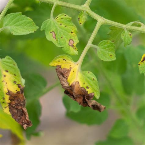 Dealing With Tomato Blight - What To Do When Plants Get Blight!