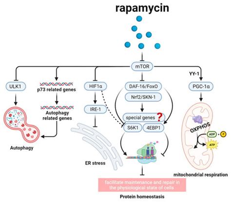 Anti-Aging Drugs and the Related Signal Pathways