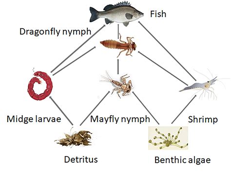 Freshwater Food Chain