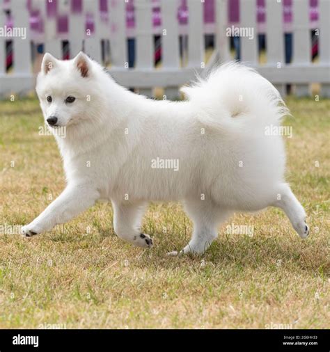 American Eskimo Spitz Prices