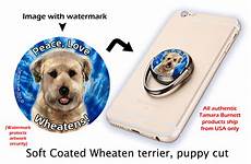 soft coated wheaten terrier haircut photos diesel soft soft coated wheaten products soft coated wheaten terrier haircut photos diesel soft soft coated wheaten products