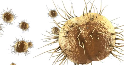 Neisseria Gonorrhoeae Test (RT-PCR) at ₹3999 – healthcare nt sickcare