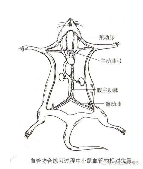Image result for Alien Science Diagram