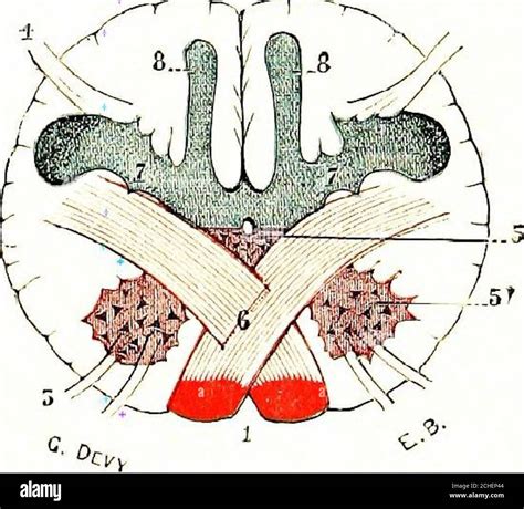 . The nervous system: an elementary handbook of the anatomy and ...