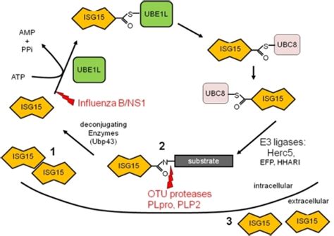 Antiviral Properties of ISG15