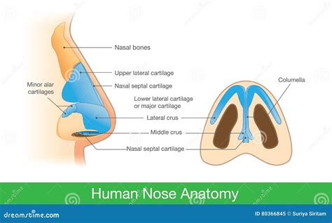 Internal Nose Structure _ Nasal Cavity Size Chart – YJCY