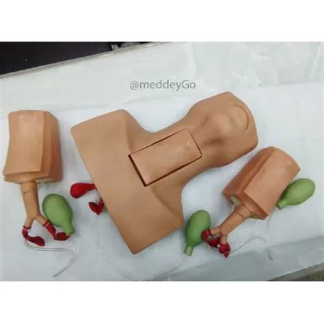 Tracheotomy and Endotracheal Intubation Model – MeddeyGo.com
