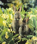 Image result for Spring Bunnies Background