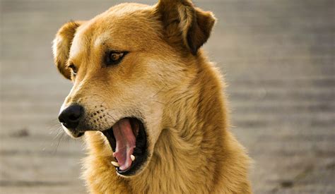 Why Does My Dog Keep Sneezing? | Causes & Treatment Options Explained
