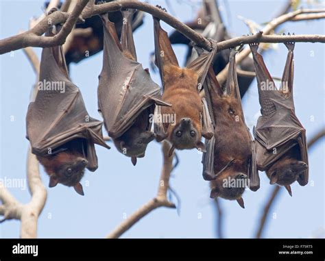 Group of grey-headed fruit bats / flying foxes, Pteropus poliocephalus ...