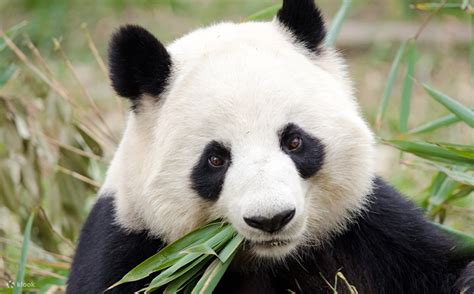 Chengdu Panda Breeding Base Half-Day English Join-in Tour - Klook India