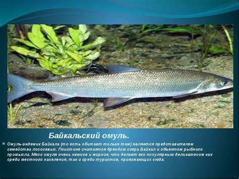 Омуль байкальский фото и описание – Каталог рыб, смотреть онлайн