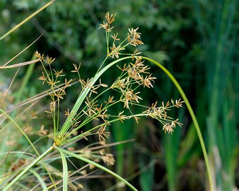 How to get rid of nutsedge for good: nutgrass is a perennial weed | Homes and Gardens