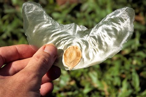 Alsomitra macrocarpa seed (syn. Zanonia macrocarpa) | Seed pods, Seed ...