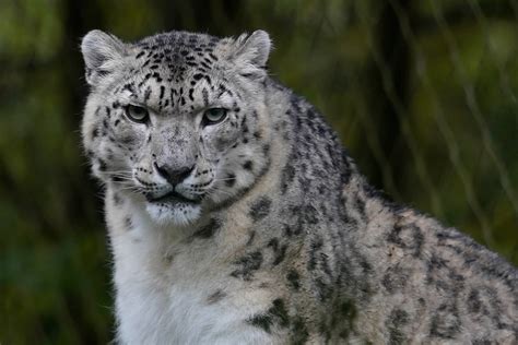 Snow Leopard - Panthera uncia | Marwell Zoo