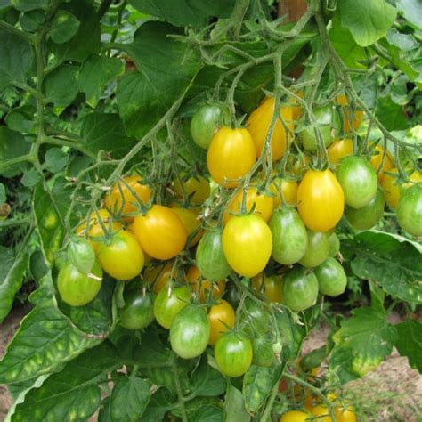 Ildi Cherry Grape Yellow Tomato Seeds – High Yielding Sweet Heirloom ...