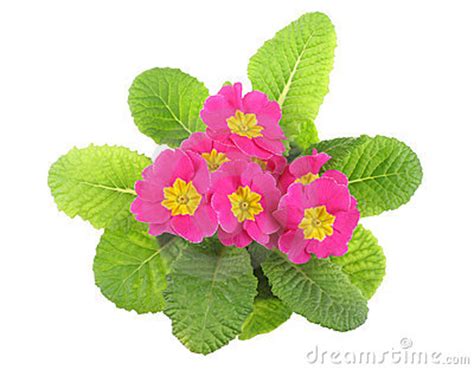 Primroses clipart 18 free Cliparts | Download images on Clipground 2025