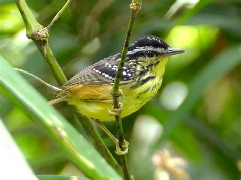 Yellow-breasted Warbling-Antbird - eBird