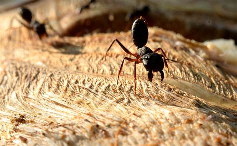 Image result for String ENT