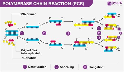 How Is PCR Test Done 的图像结果