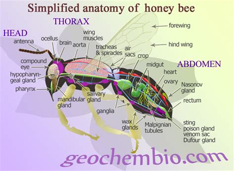 Anatomy Of A Honey Bee